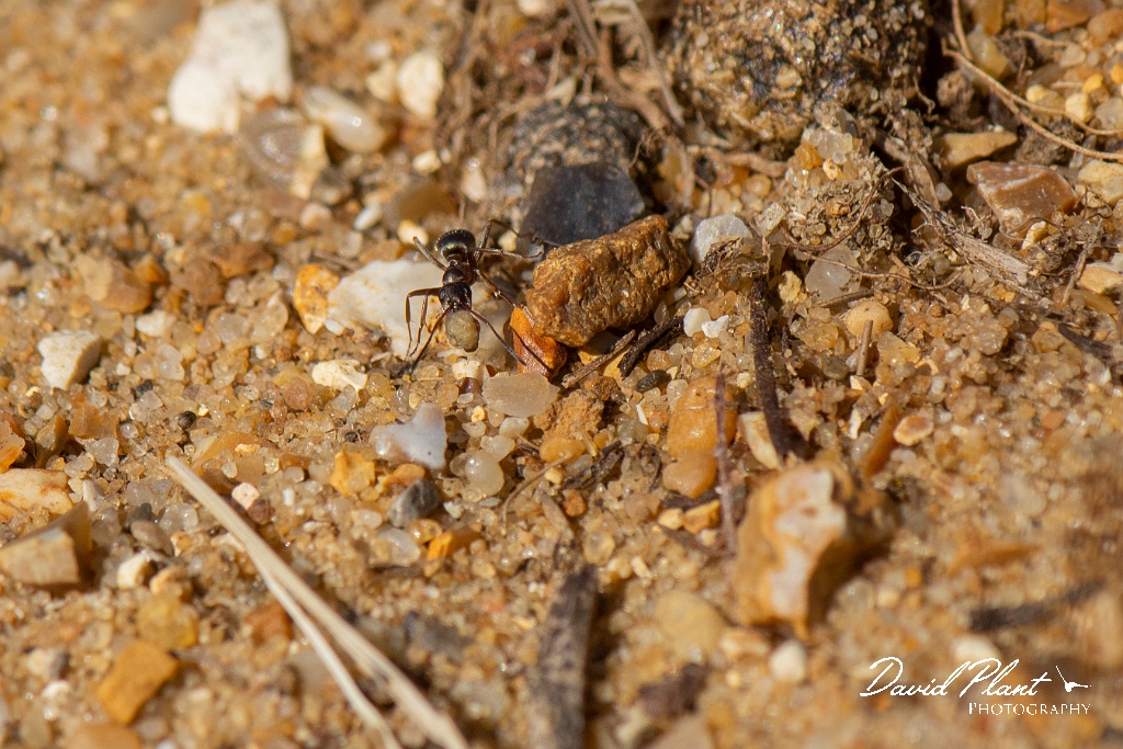 David Plant Photography - Wildlife Photography - Formica cunicularia - D.jpg - Formica cunicularia - Kent